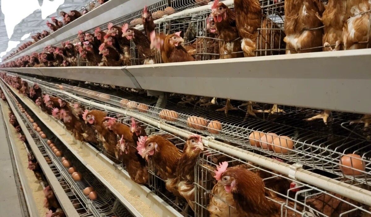 Aviculture : en Afrique, comment le boom du secteur nourrit l’ambition de souveraineté