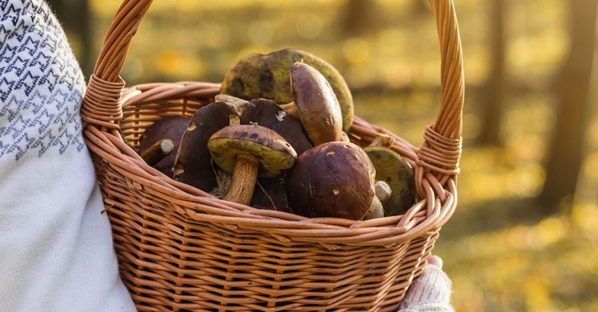 Champignons : près de 500 intoxications en septembre, l'Anses appelle à la prudence